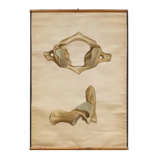 Antique Medical Class Anatomy Scroll of a Pelvis C.1920-1940 For Sale