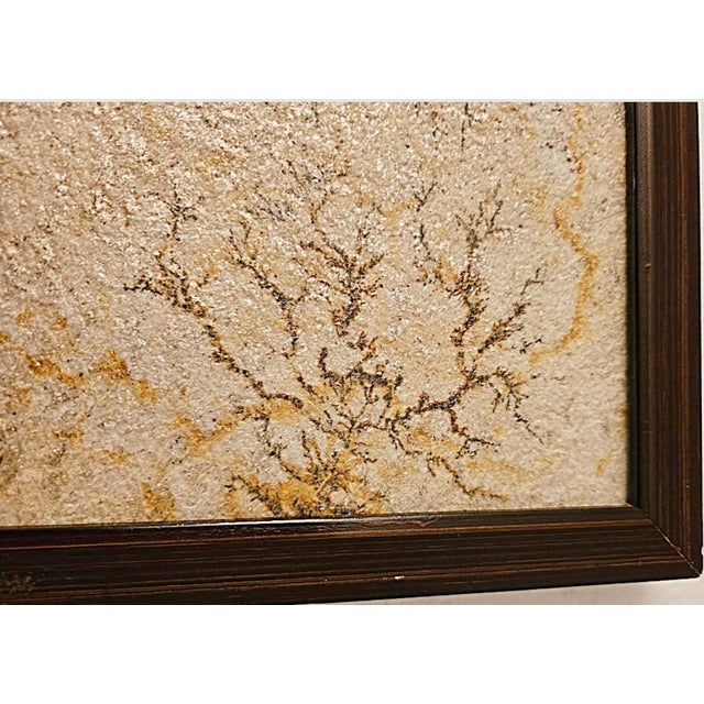 Antique Brazilian Sandstone Framed Plaque Dendrite Fossil Ferns Miniature Geologic Fern For Sale - Image 10 of 14
