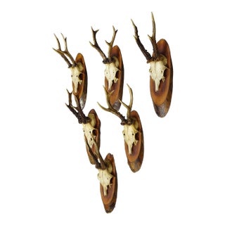Set of Six Roe Deer Trophies on Wooden Slices Germany Ca. 1950s For Sale