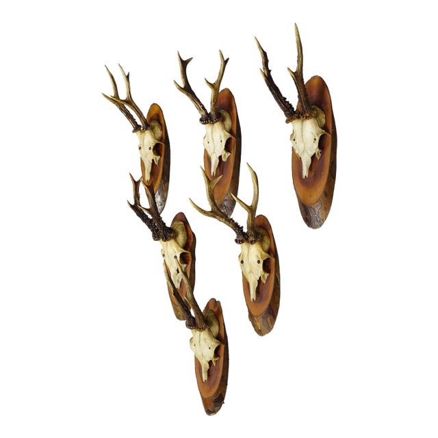 Set of Six Roe Deer Trophies on Wooden Slices Germany Ca. 1950s For Sale