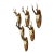 Set of Six Roe Deer Trophies on Wooden Slices Germany Ca. 1950s For Sale