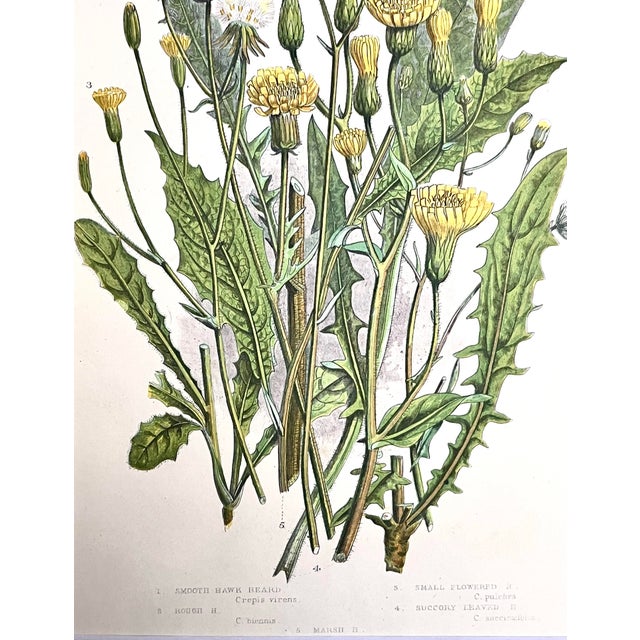 Antique Botanical Lithograph Yellow Floral Bouquet C. 1860 For Sale - Image 4 of 6