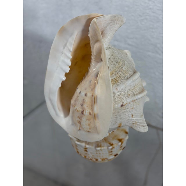 Vintage Shell Lamp For Sale In Charleston - Image 6 of 7