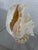 Vintage Shell Lamp For Sale In Charleston - Image 6 of 7