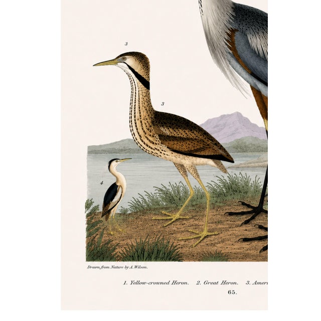 Not Yet Made - Made To Order Great Heron & Marsh Birds, Vintage Natural History Art Print Reproduction, 40" X 60" For Sale - Image 5 of 11