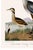 Not Yet Made - Made To Order Great Heron & Marsh Birds, Vintage Natural History Art Print Reproduction, 40" X 60" For Sale - Image 5 of 11