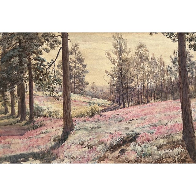 Pink heather blooms amid the rolling hills and rows of pine trees in this watercolor by historic woman artist, Anna Mary...