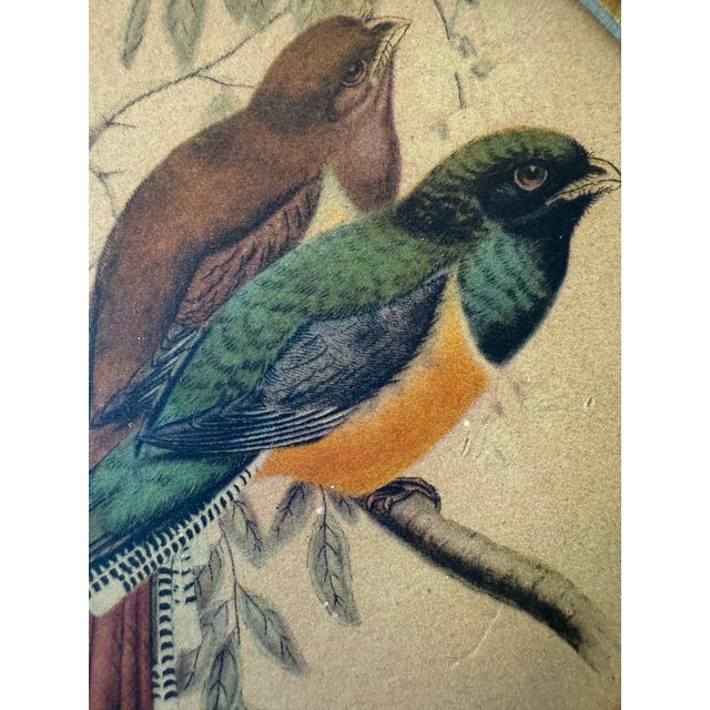 Mid 20th Century Vintage Framed Print of Trogon Birds For Sale - Image 5 of 8