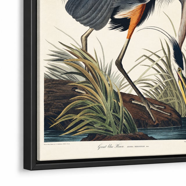 Great Blue Heron Framed Canvas Art by John James Audubon – Black Frame, 24" X 36" For Sale In Buffalo - Image 6 of 8