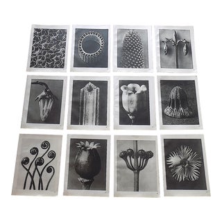 Vintage Karl Blossfeldt Botanical Photogravures-Set of 12 For Sale