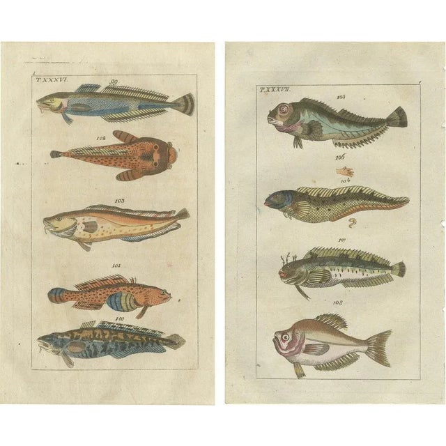 Gottlieb Tobias Wilhelm, Viviparus, Oyster Toadfish and Tusk Fish, 1832, Paper, Set of 2 For Sale - Image 6 of 6