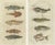 Gottlieb Tobias Wilhelm, Viviparus, Oyster Toadfish and Tusk Fish, 1832, Paper, Set of 2 For Sale - Image 6 of 6