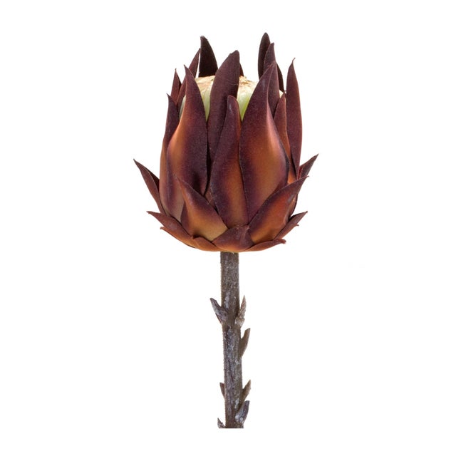 Elevate your space with the vibrant charm of this Burgundy Protea Stem set. Perfect for adding a pop of natural beauty,...