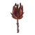 Elevate your space with the vibrant charm of this Burgundy Protea Stem set. Perfect for adding a pop of natural beauty,...