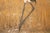 After "Dancing Cranes" by Atsushi Fujii, Late Showa Japanese Byobu Screen For Sale - Image 9 of 17