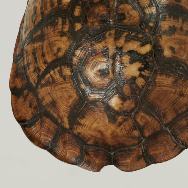 Antique Petite Box Turtle Shell For Sale - Image 13 of 13