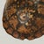 Antique Petite Box Turtle Shell For Sale - Image 13 of 13