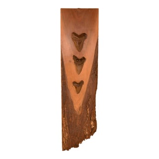 Megladon Teeth Mounted on Pecky Cypress Board For Sale
