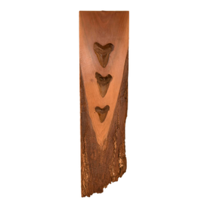 Megladon Teeth Mounted on Pecky Cypress Board