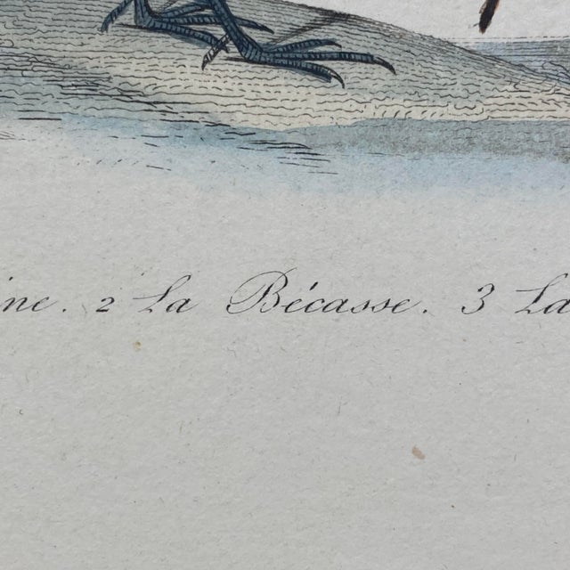Paper French Antique 18th Century "La Becassine" Bird Engraving Hand Colored Signed Artwork For Sale - Image 7 of 11