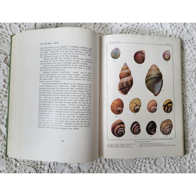 The Shell Book by Julia Ellen Rogers, 1936 For Sale - Image 10 of 12