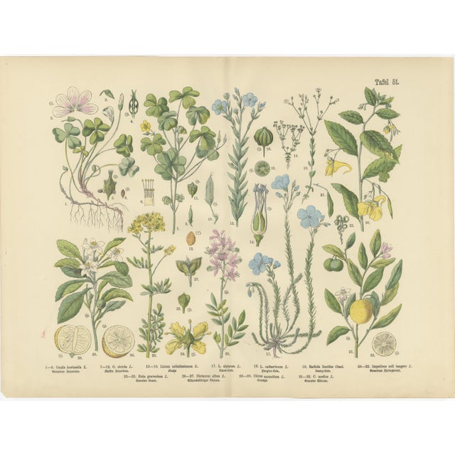 M. Fünfstück, Wildflowers & Medicinal Plants, 1890s, Chromolithograph, Set of 4 For Sale - Image 3 of 9