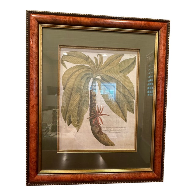 Ethan Allen Framed Anchovy Pear Tree Print For Sale