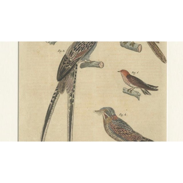 Early 19th Century Bertuch, Bird Swallow & Nightjars, 1800, Engraving For Sale - Image 5 of 9