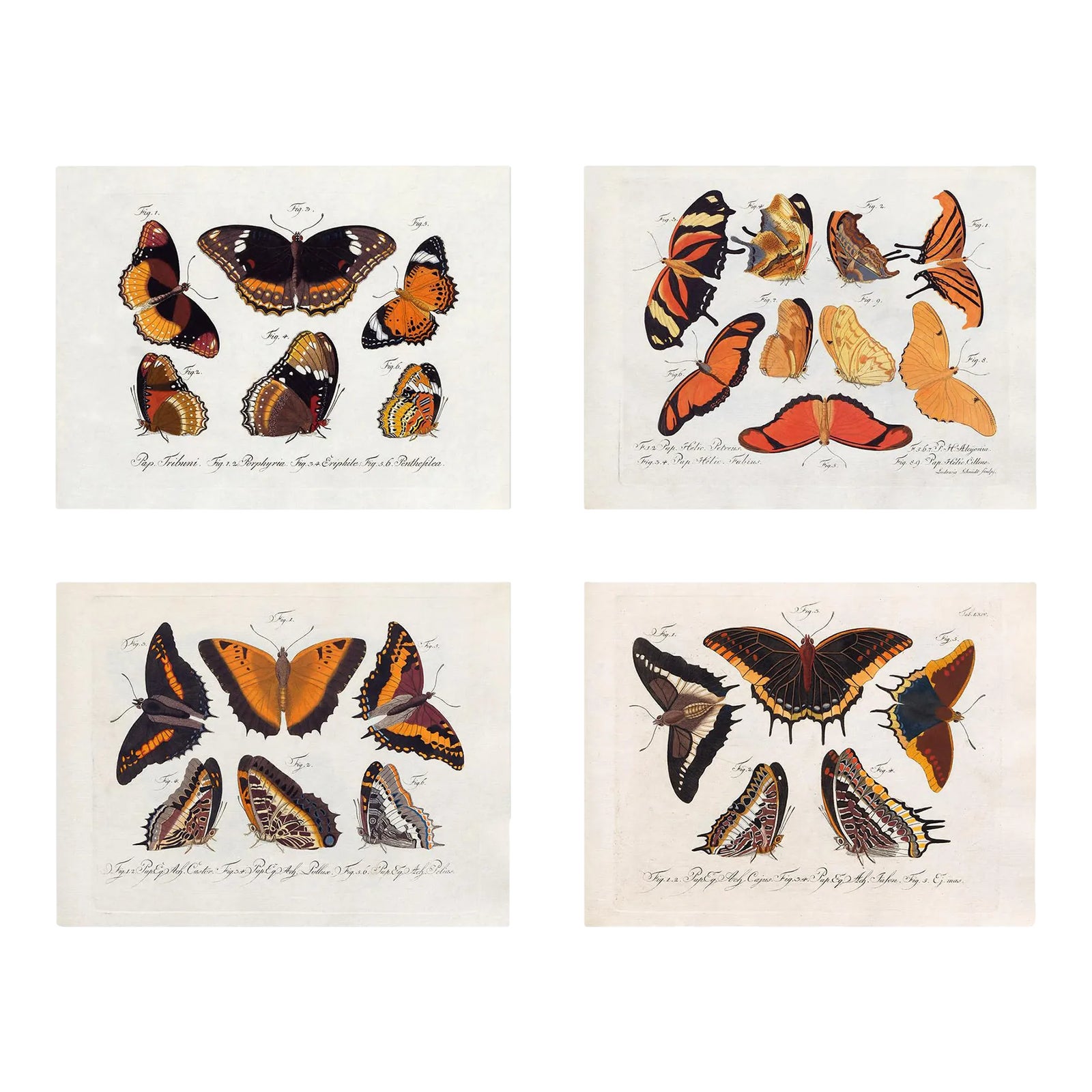 Vintage Victorian Butterfly Giclee Prints Set of 4 | Chairish