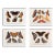 Vintage Victorian Butterfly Giclee Prints Set of 4 For Sale