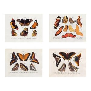 Vintage Victorian Butterfly Giclee Prints Set of 4