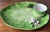 Kelly Green Italian Faience Frog & Lily Pad Platter-the Mane Lion For Sale - Image 8 of 9