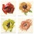 Pignier, Flowerhead, Unframed Artwork - Set Of 4 For Sale In Los Angeles - Image 6 of 6