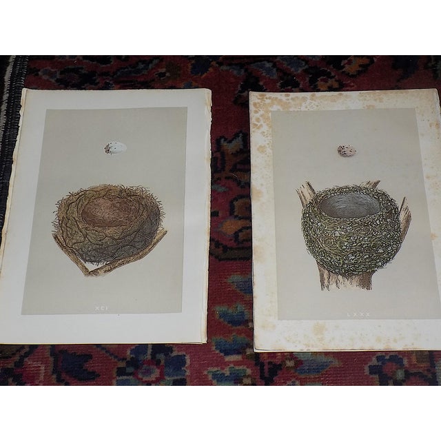 This set of twelve (12) authentic 19th century hand colored stone lithographs (not offset) by Reverend F.O. Morris depict...