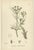 After Sowerby, English Botanical Plates of British Wildflowers & Herbs, Prints, Set of 6 For Sale - Image 6 of 9