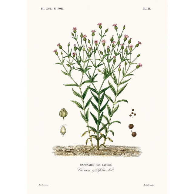 Illustration 1870 G. Dupuis Lithographs From the Vegetable Kingdom — Understated Antique Natural History Illustrations Set of 3 For Sale - Image 3 of 5