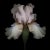 Ogphoto, Pink Iris Isolated on Black Background, Photographic Paper For Sale