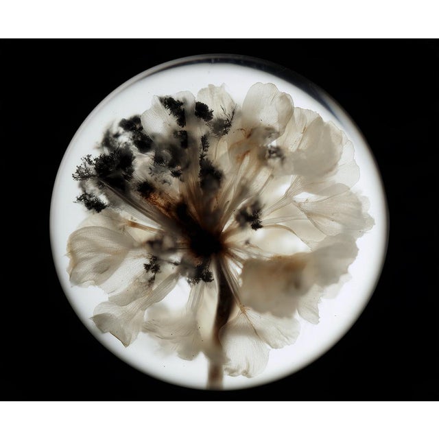 Botanical Studies — Limited Edition Photographic Series of 4 by Diane Grant For Sale - Image 6 of 9