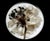 Botanical Studies — Limited Edition Photographic Series of 4 by Diane Grant For Sale - Image 6 of 9