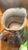 Late 19th Century Rare 1893 Martin Brothers London & Southall Pottery Pitcher Wally Birds For Sale - Image 5 of 17