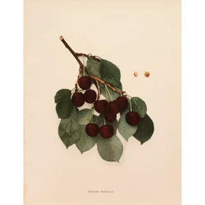 1900s U. P. Hedrick, Original Antique Photogravure of English Morello Cherries