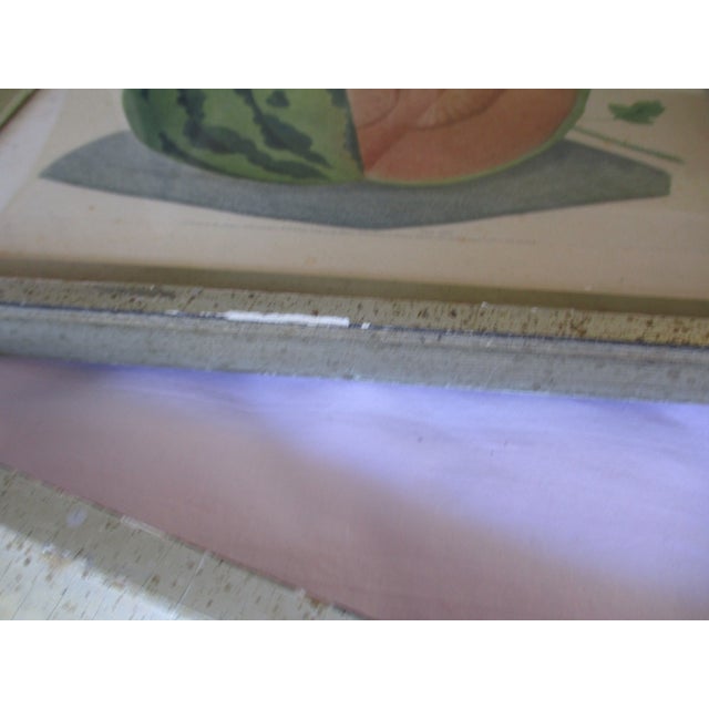 Early 19th Century George Brookshaw (1751-1823) Melon Prints Reproduction - Set of 4 Framed For Sale - Image 14 of 17