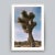 This timeless Joshua Tree stands out among the desert landscape, toned in a warm vintage palette. Unframed photograph on...