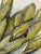 Ears of Corn Acrylic on Canvas Painting, Unsigned For Sale - Image 11 of 12