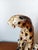 Vintage ceramic leopard sculpture, Italian work circa 1970. A roaring leopard sits on its hind legs. In very good...