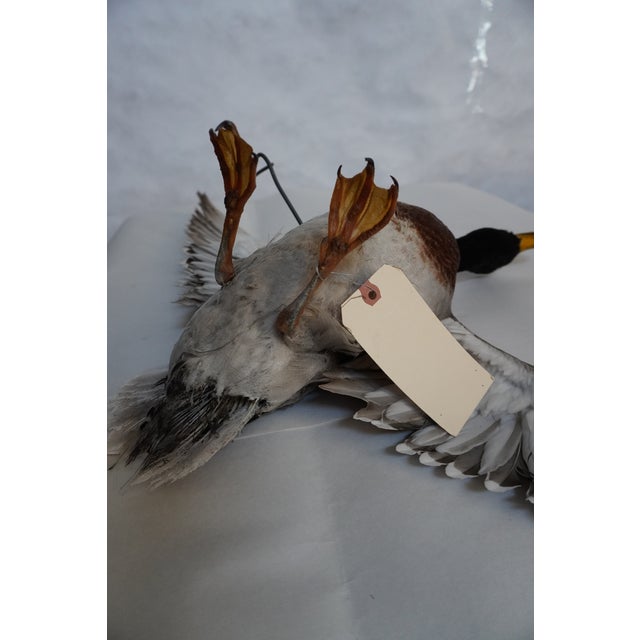 Taxidermy Flying Mallard Duck For Sale - Image 11 of 13