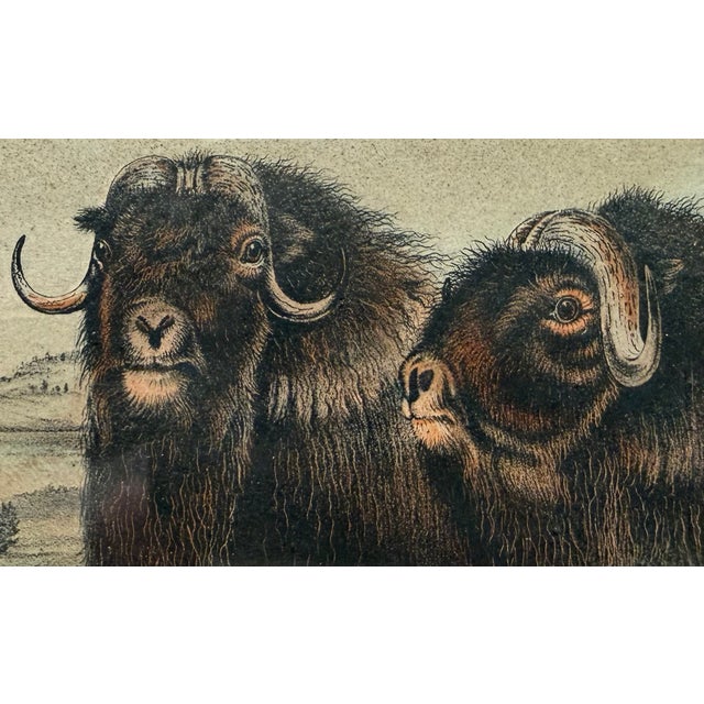 Original Audubon Hand-Colored Lithograph, "Musk Ox" Plate Cxi, j.t. Bowen c.1850 For Sale - Image 4 of 10