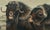 Original Audubon Hand-Colored Lithograph, "Musk Ox" Plate Cxi, j.t. Bowen c.1850 For Sale - Image 4 of 10