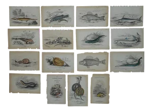 Antique 19th Century Hand-Colored Fishl Engravings - Set of 16