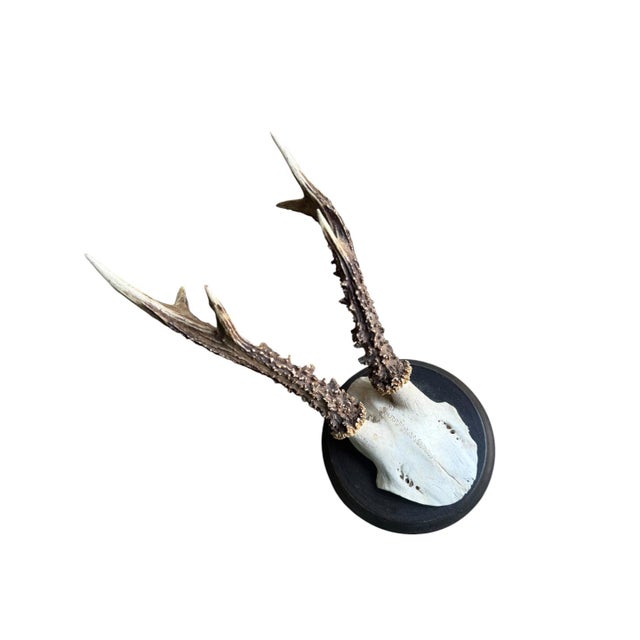 Roe deer trophy mounted on a round wood plaque.